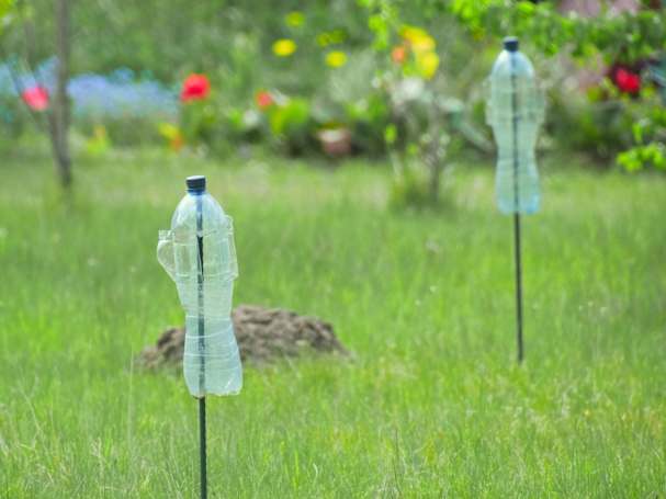 Mauwurf vertreiben durch Geräusche & Vibration